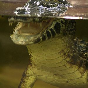 Yacare Caiman @ Crocodiles of the World; 24.10.2014
