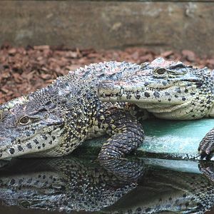 Cuban Crocodiles @ Crocodiles of the World; 24.10.2014