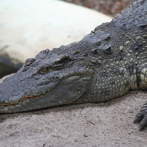 Siamese Crocodile @ Crocodiles of the World; 24.10.2014