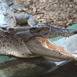 Saltwater Crocodile @ Crocodiles of the World; 24.10.2014