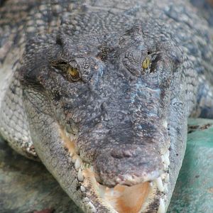 Saltwater Crocodile @ Crocodiles of the World; 24.10.2014
