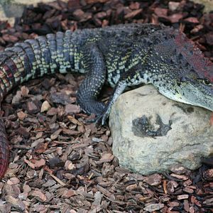 Morelet's Crocodile @ Crocodiles of the World; 24.10.2014