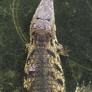 Southern Nile Crocodile @ Crocodiles of the World; 24.10.2014