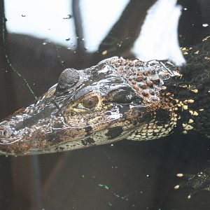Black Caiman @ Crocodiles of the World; 24.10.2014