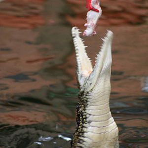 Southern Nile Crocodile @ Crocodiles of the World; 24.10.2014