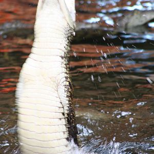 Southern Nile Crocodile @ Crocodiles of the World; 24.10.2014