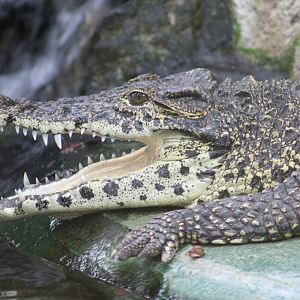 Cuban Crocodile @ Crocodiles of the World; 24.10.2014
