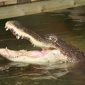American Alligator @ Crocodiles of the World; 24.10.2014