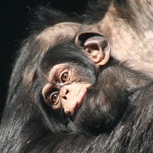 baby Chimp @ Edinburgh; 17.10.2014