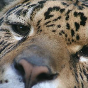 Jaguar @ Edinburgh; 17.10.2014