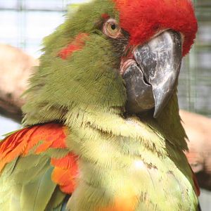 Red-Fronted Macaw @ Edinburgh; 17.10.2014