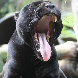 Jaguar @ Edinburgh; 17.10.2014