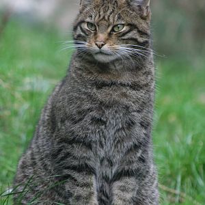 Scottish Wild Cat @ Edinburgh; 17.10.2014