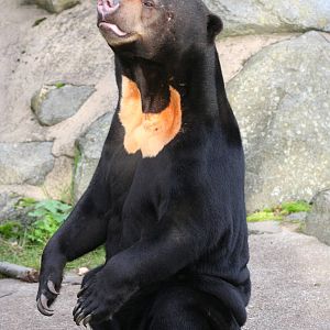 Sun Bear @ Edinburgh; 17.10.2014