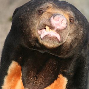 Sun Bear @ Edinburgh; 17.10.2014