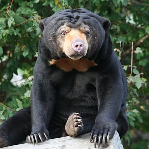 Sun Bear @ Edinburgh; 17.10.2014