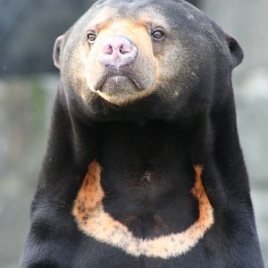 Sun Bear @ Edinburgh; 17.10.2014
