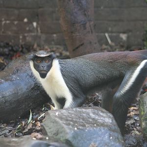 Diana Monkey @ Edinburgh; 19.10.2014