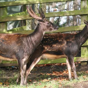 Philippine Spotted Deer @ Edinburgh; 19.10.2014