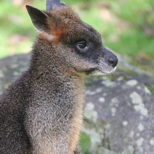 Swamp Wallaby @ Edinburgh; 19.10.2014