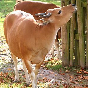 Banteng @ Edinburgh; 19.10.2014