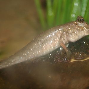 Mudskipper @ Edinburgh; 19.10.2014