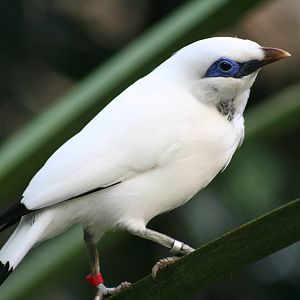 Bali Starling @ Edinburgh; 19.10.2014