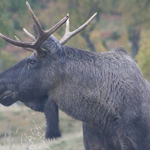 Bull European Moose @ Highland Wildlife Park; 16.10.2014