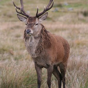 Red Deer stag @ Highland Wildlife Park; 16.10.2014