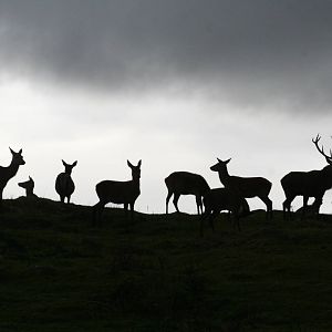 Red Deer herd @ Highland Wildlife Park; 16.10.2014