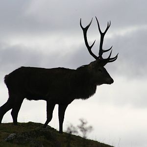 Red Deer stag @ Highland Wildlife Park; 16.10.2014