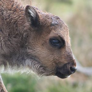 European Bison calf @ Highland Wildlife Park; 16.10.2014
