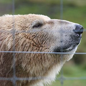 Male Polar Bear, Arktos @ Highland Wildlife Park; 16.10.2014