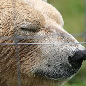 Male Polar Bear, Arktos @ Highland Wildlife Park; 16.10.2014