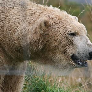 Male Polar Bear,Walker @ Highland Wildlife Park; 16.10.2014
