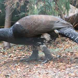 Male Capercaillie @ Highland Wildlife Park; 16.10.2014