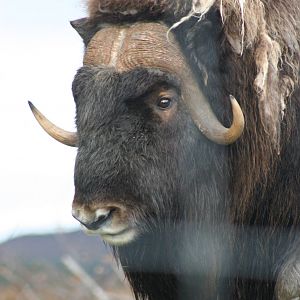 Bull Barren Ground Musk Ox @ Highland Wildlife Park; 16.10.2014