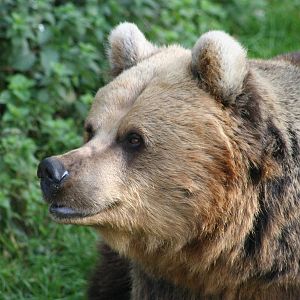 European Brown Bear @ Whipsnade 22.10.2014