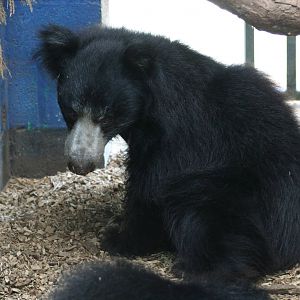Sloth Bear @ Whipsnade 22.10.2014