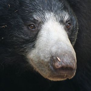 Sloth Bear @ Whipsnade 22.10.2014