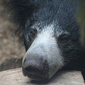Sloth Bear @ Whipsnade 22.10.2014