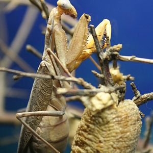 Desert Praying Mantis @ Whipsnade 22.10.2014