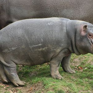 Common Hippo calf @ Whipsnade 22.10.2014