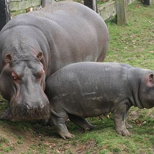 Common Hippo and calf @ Whipsnade 22.10.2014