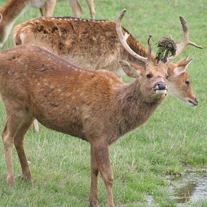 Barasingha stag @ Whipsnade 22.10.2014