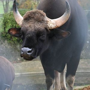 Bull Gaur @ Whipsnade 22.10.2014