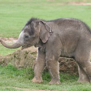 Asian Elephant calf @ Whipsnade 22.10.2014