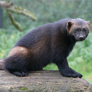 Wolverine @ Whipsnade 22.10.2014