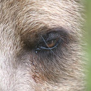 European Brown Bear @ Whipsnade 22.10.2014