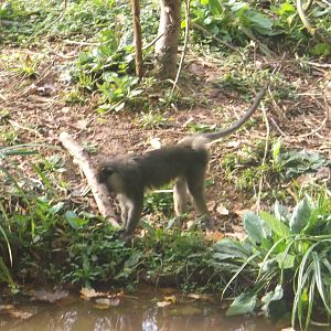 Allen's Swamp Monkey